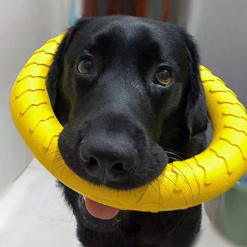 Anel de Brinquedo para Cães