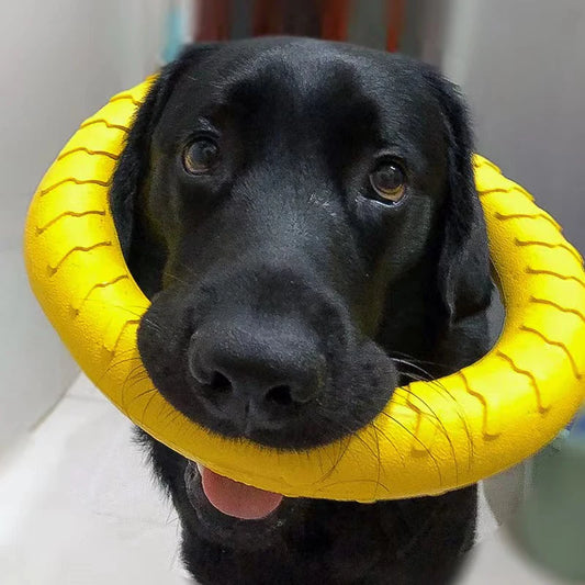 Anel de Brinquedo para Cães